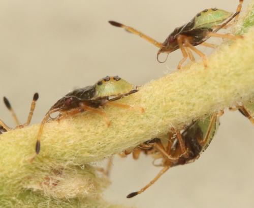 Acanthosoma haemorrhoidale haemorrhoidale